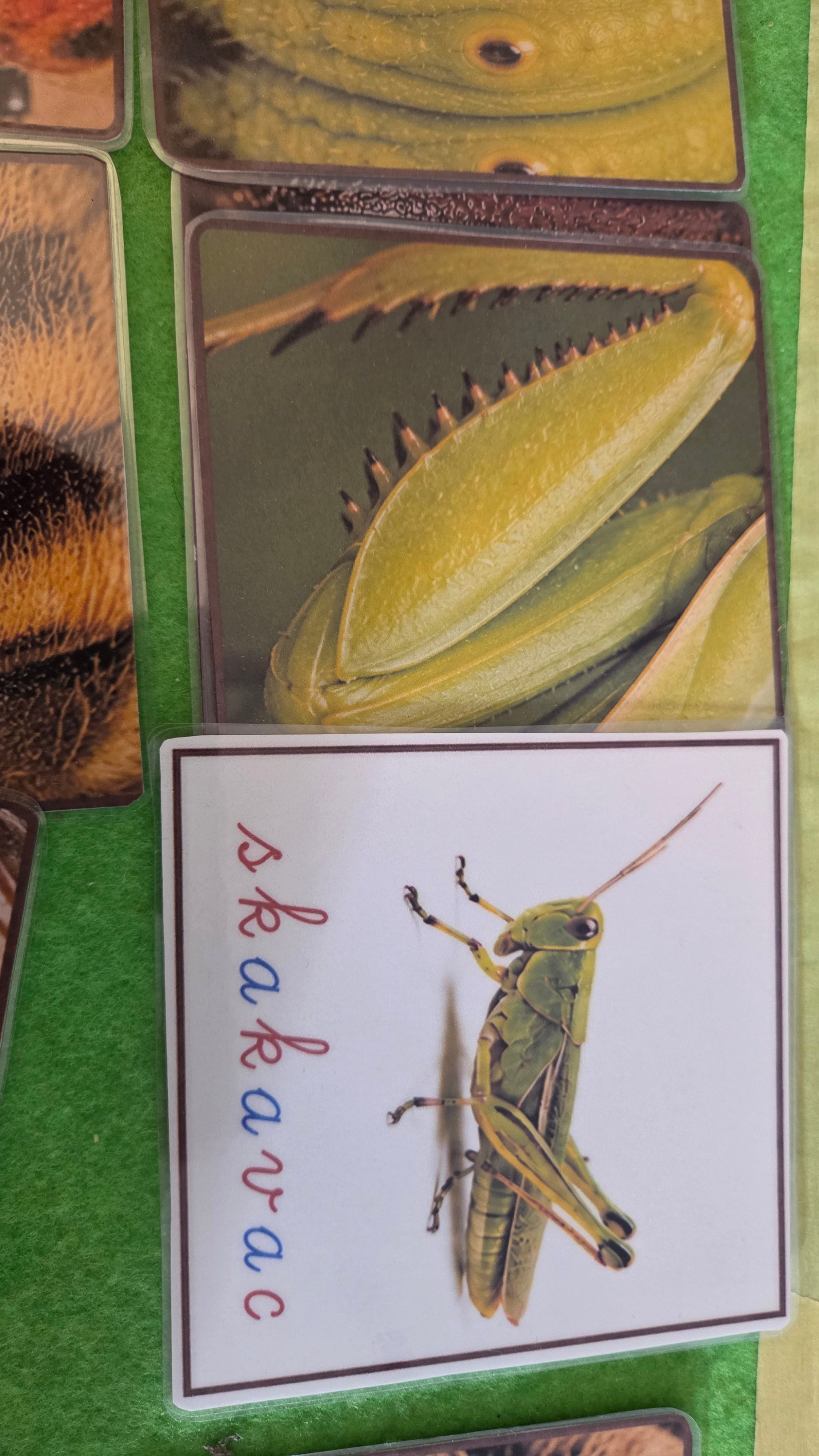 Montessori kartice za povezivanje insekata i uzoraka