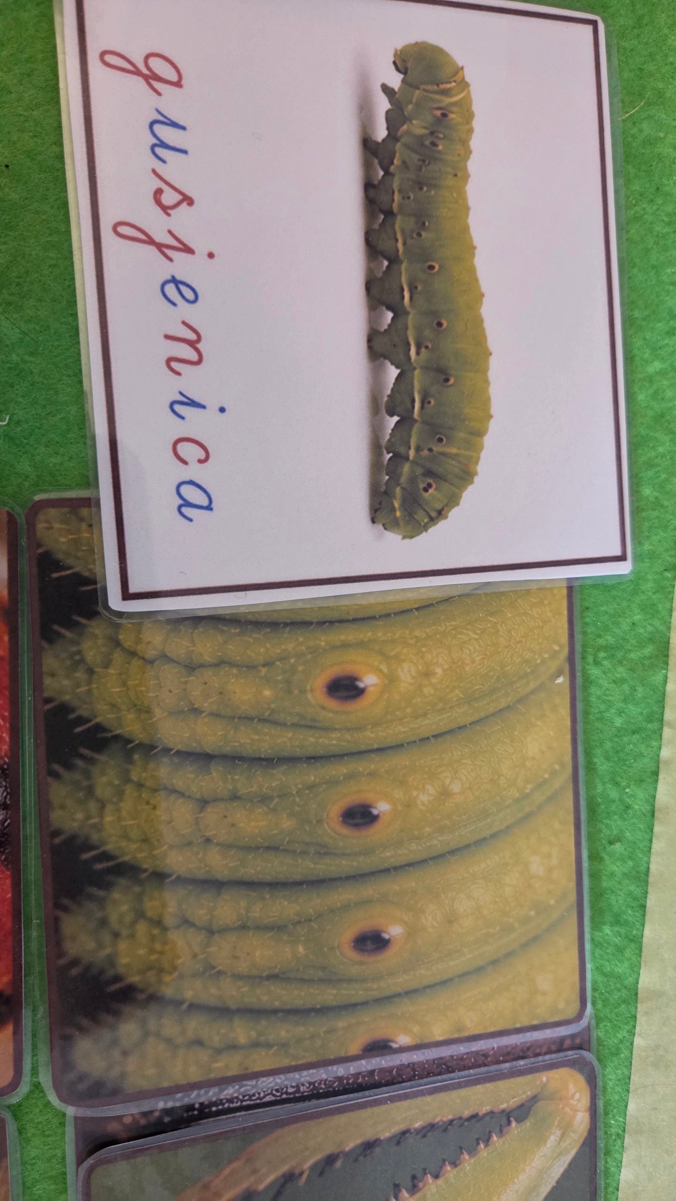 Montessori kartice za povezivanje insekata i uzoraka