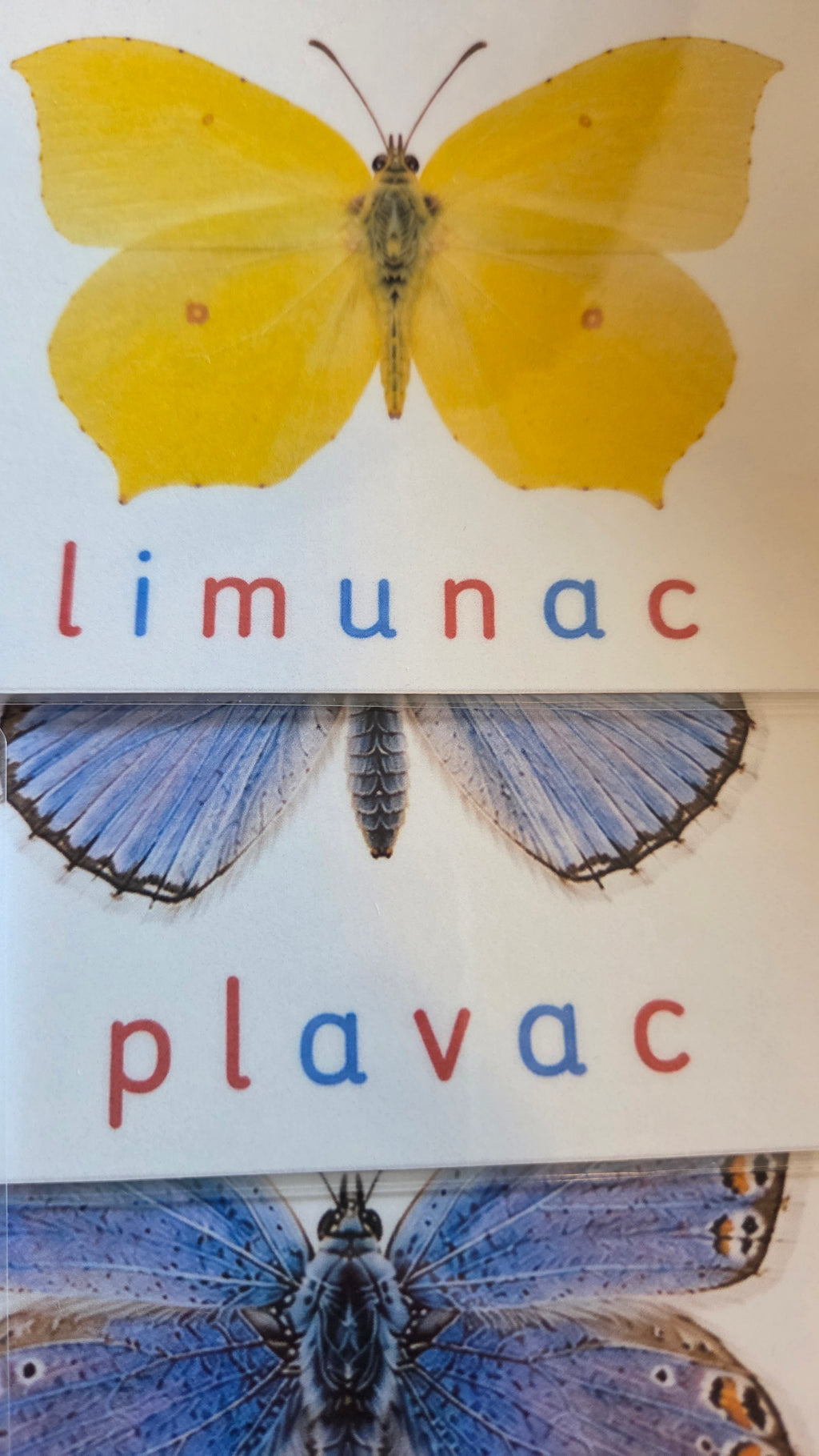 Svijet leptira – Montessori edukativni set | 12 leptira + puzzle + životni ciklus