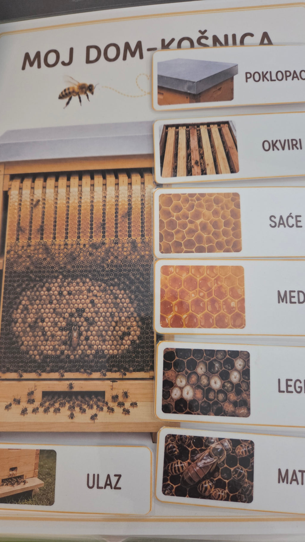 Montessori edukativni set o pčelama - Čudesne pčele