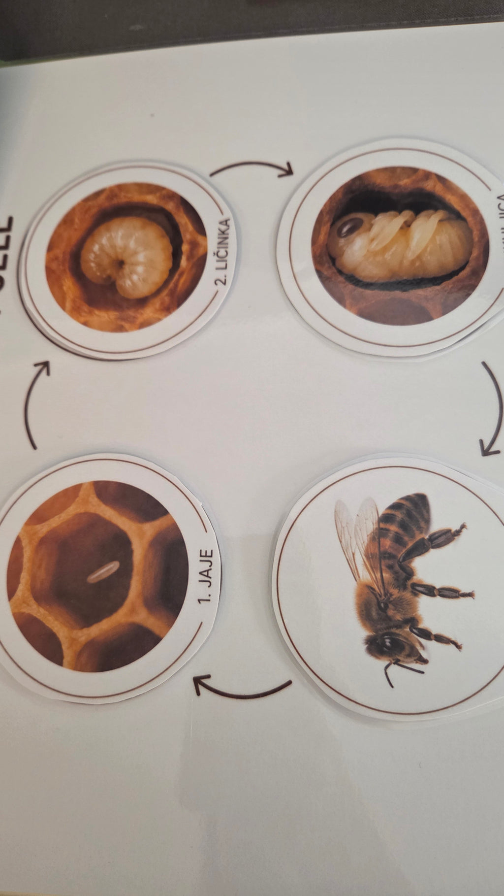 Montessori edukativni set o pčelama - Čudesne pčele