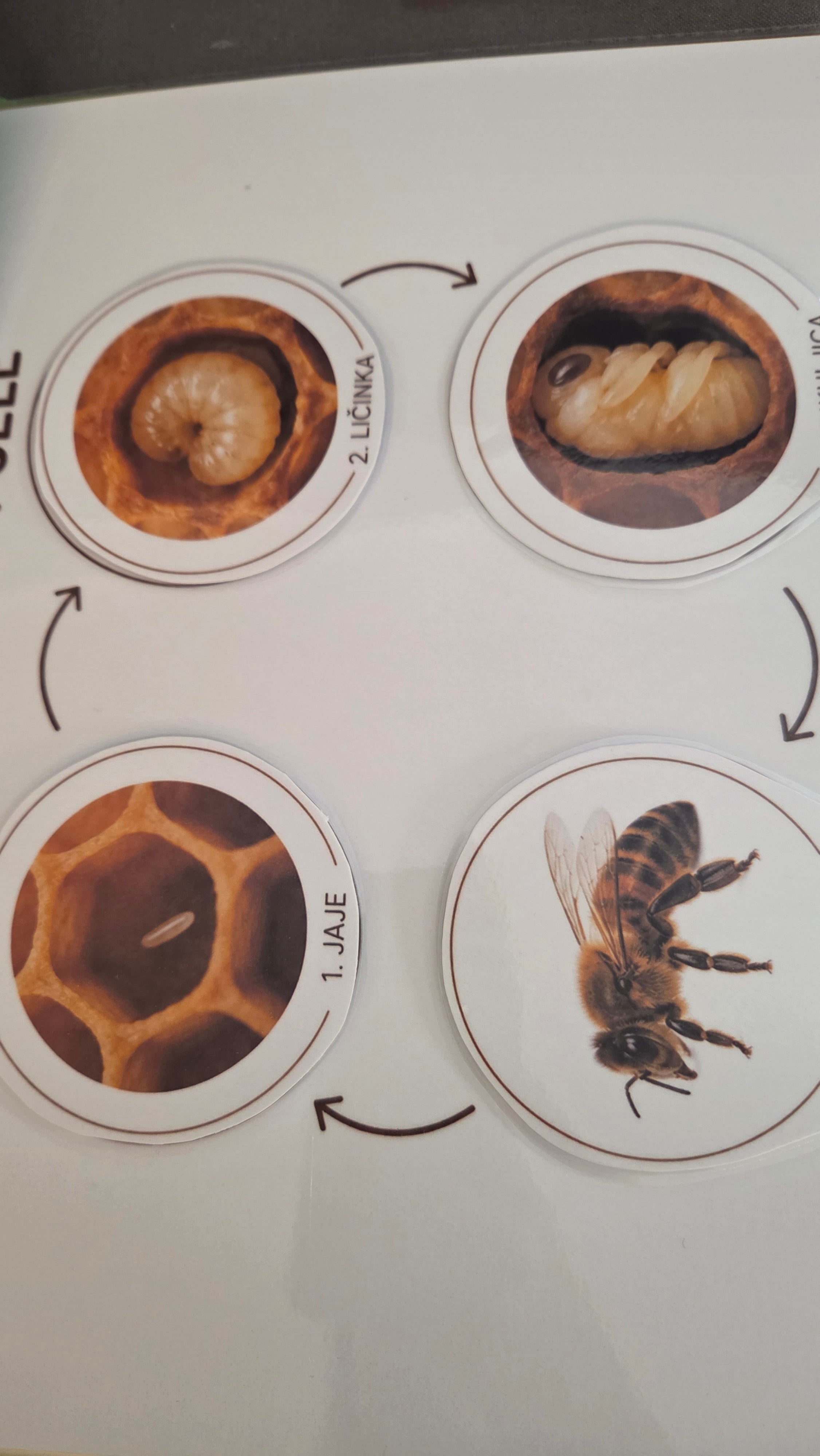Montessori edukativni set o pčelama - Čudesne pčele
