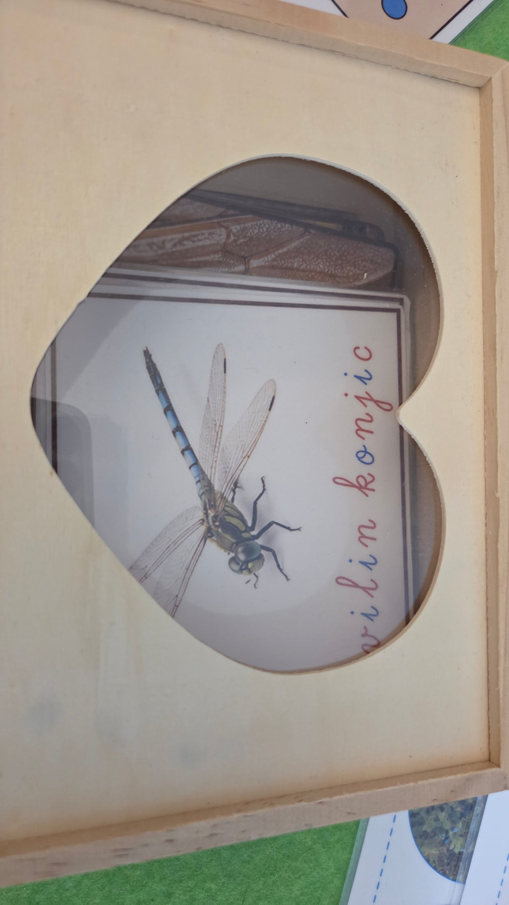 Montessori kartice za povezivanje insekata i uzoraka