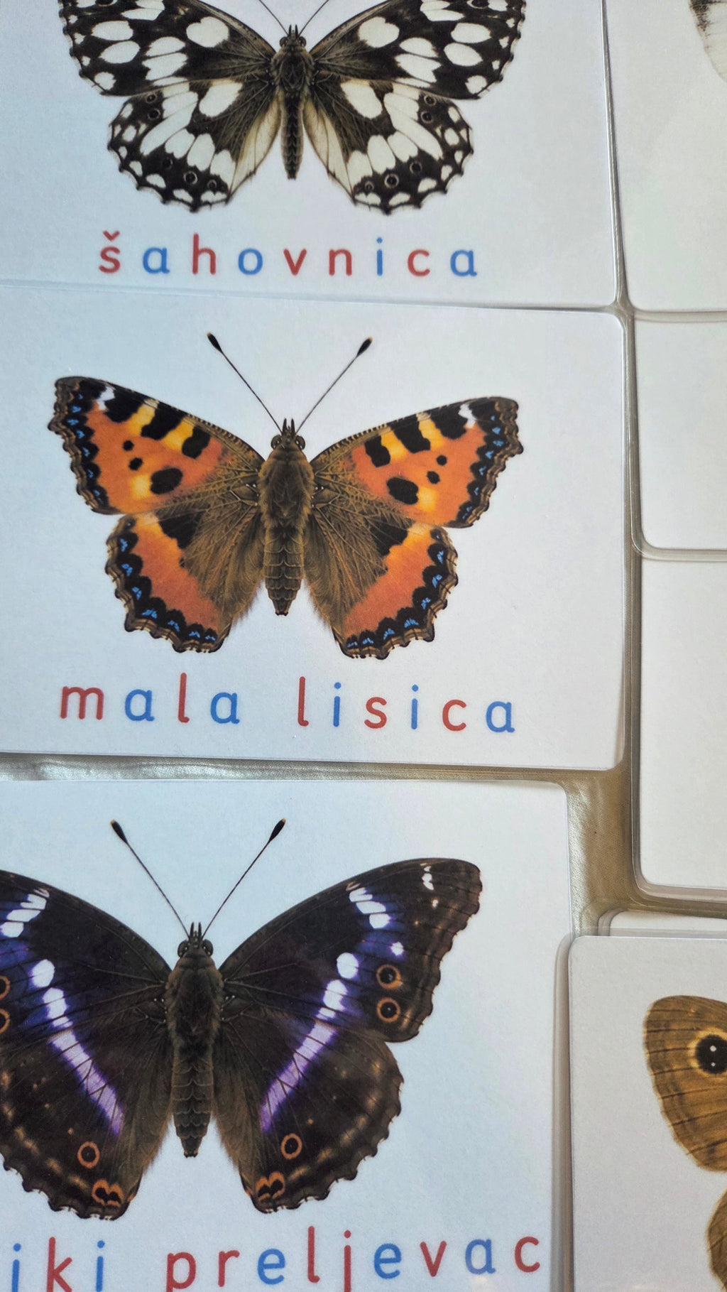 Svijet leptira – Montessori edukativni set | 12 leptira + puzzle + životni ciklus